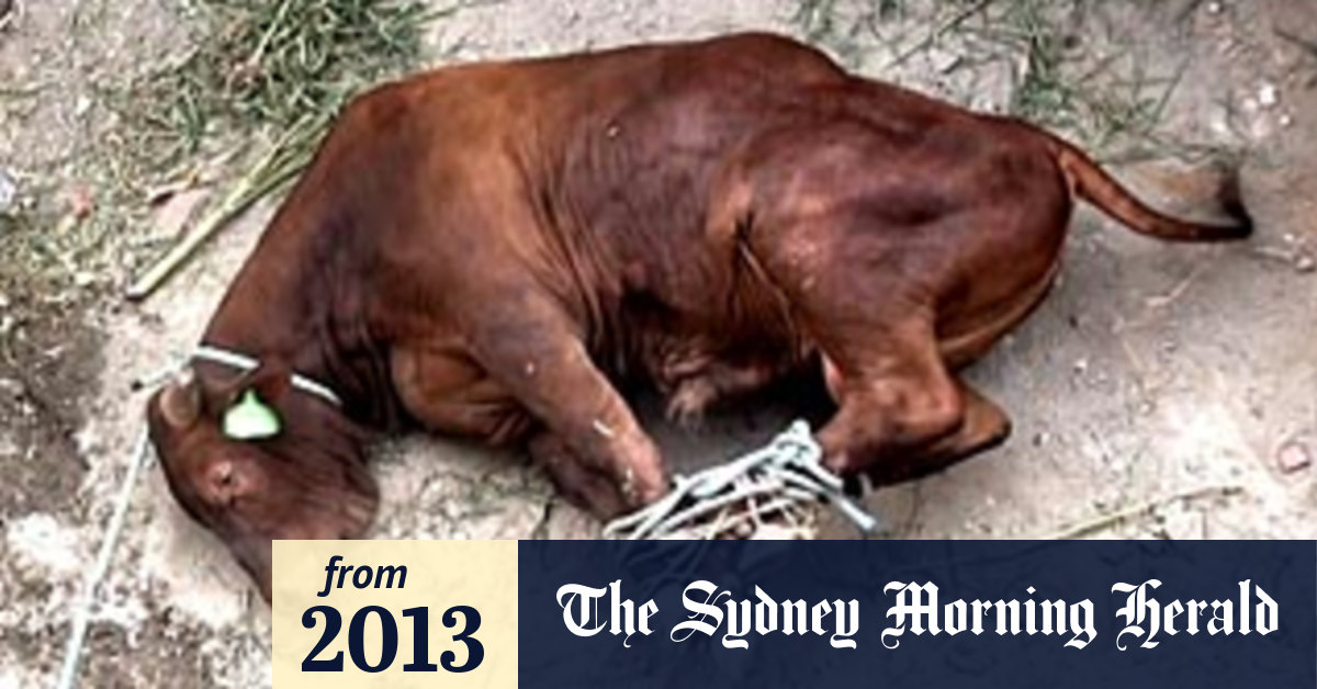 New video of Australian animals being mistreated in Mauritius alarms